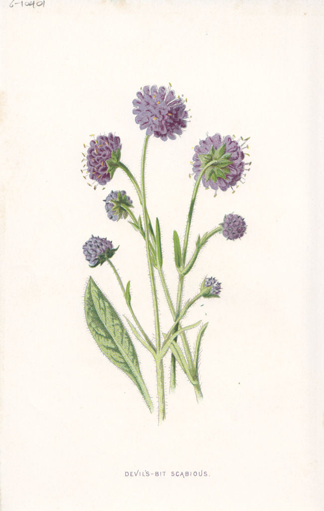 FLOWERS. Devil's-Bit Scabious c1895 old antique vintage print picture